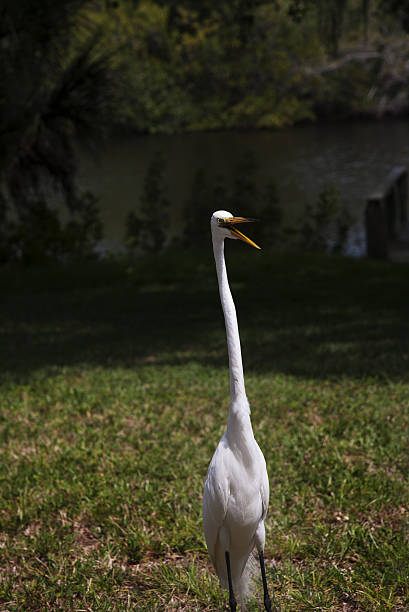 retrato de um grande garça branca - egret great egret animals and pets white bird - fotografias e filmes do acervo