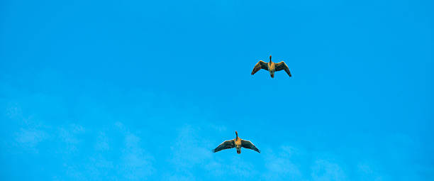 istock Geese flying in a blue sky in autumn 496403396