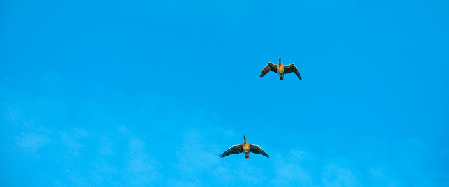 Geese flying in a blue sky in autumn