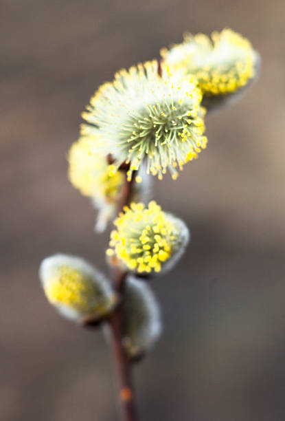 istock Flowering catkins of a willow 496403516
