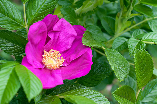 istock duchess of portland rose 496403633