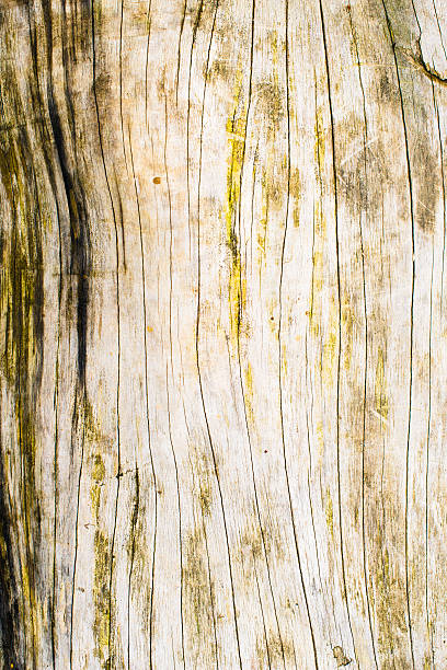 superficie de madera - brown curve knotted wood striped fotografías e imágenes de stock