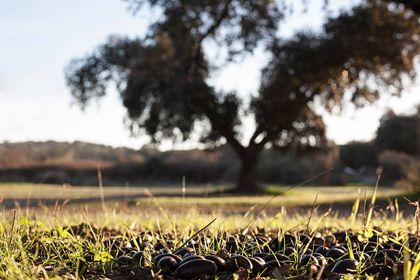 Ground of dehesa full of fallen acorns from  holm oak trees at sunset, Extremadura, Spain