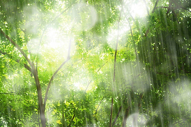 la pluie sur la forêt tropicale - heat haze illusion desert heat photos et images de collection