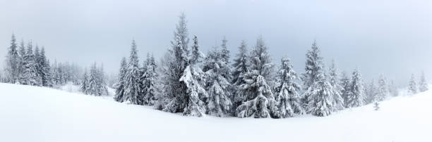 istock Winter landscape with snowy fir trees 496407110
