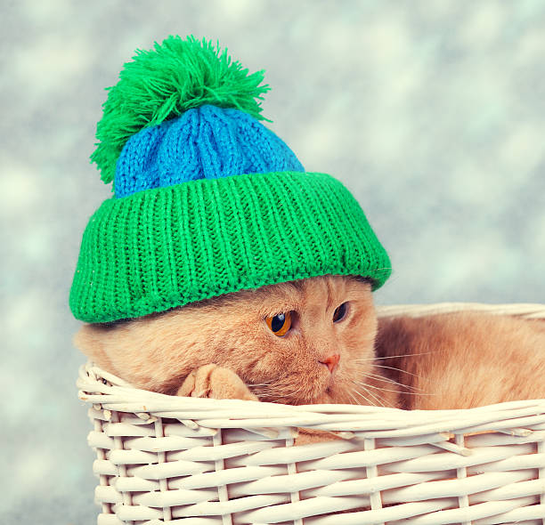 istock Cat wearing a knitted cap lies in a basket 496408650