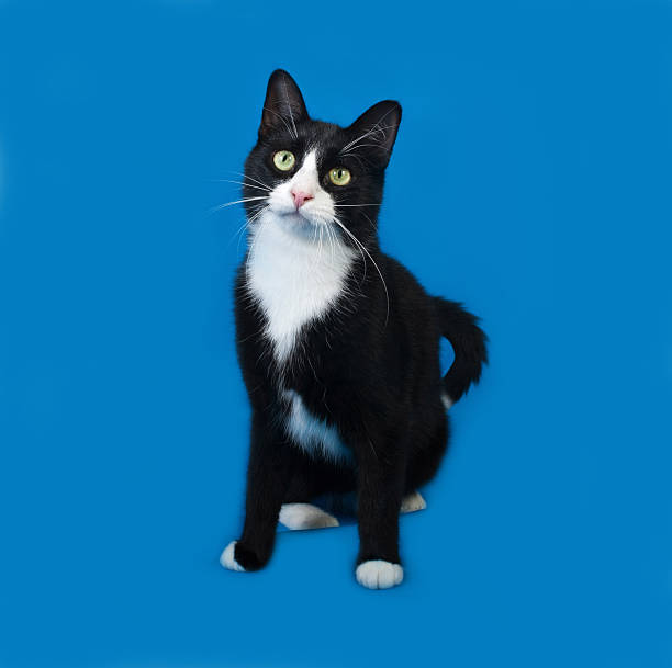istock Black and white cat standing on blue 496408744