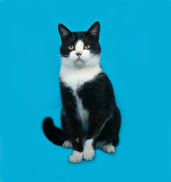istock White and black cat sitting on blue 496408834
