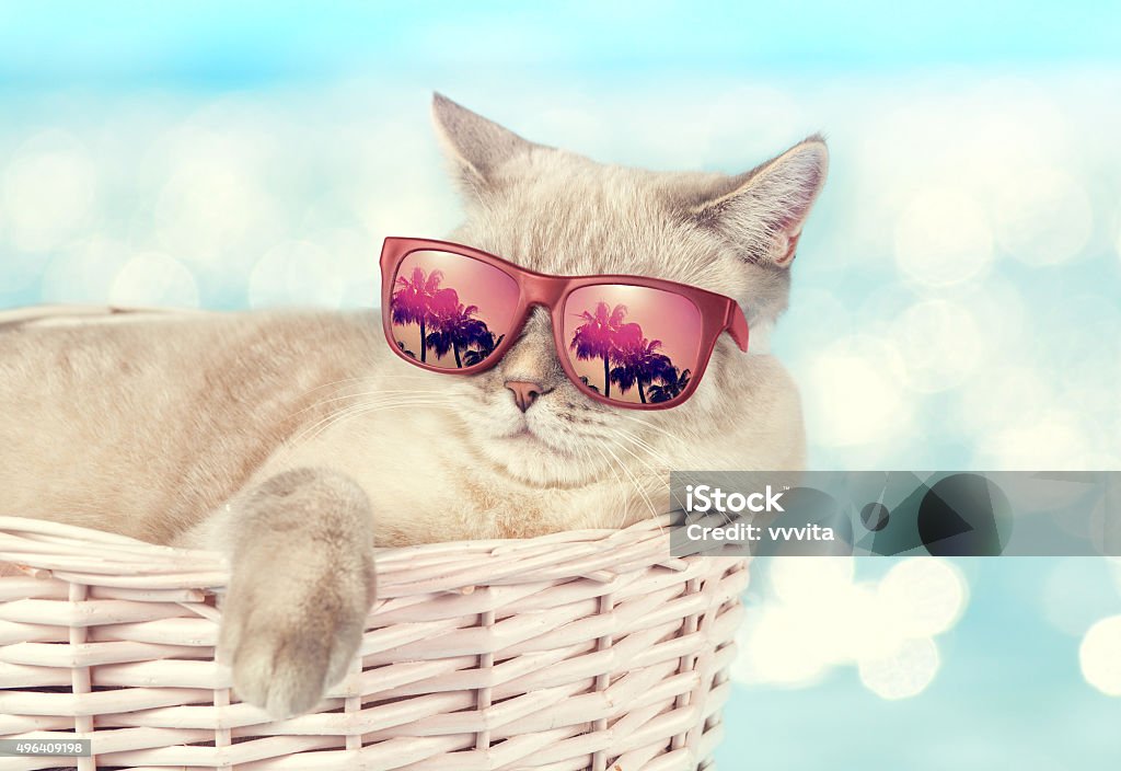 The cat in sunglasses lying in a basket The cat in sunglasses lying in a basket on the background of the sea Domestic Cat Stock Photo