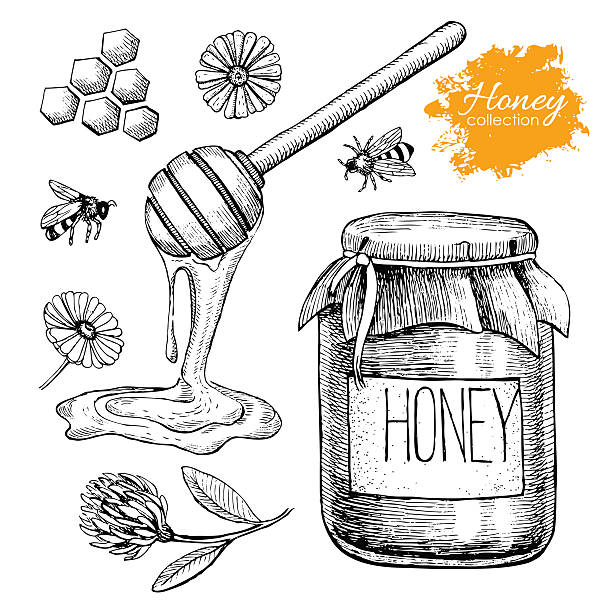 ilustraciones, imágenes clip art, dibujos animados e iconos de stock de vector conjunto de miel. ilustración vintage dibujados a mano - spoon honey cute jar