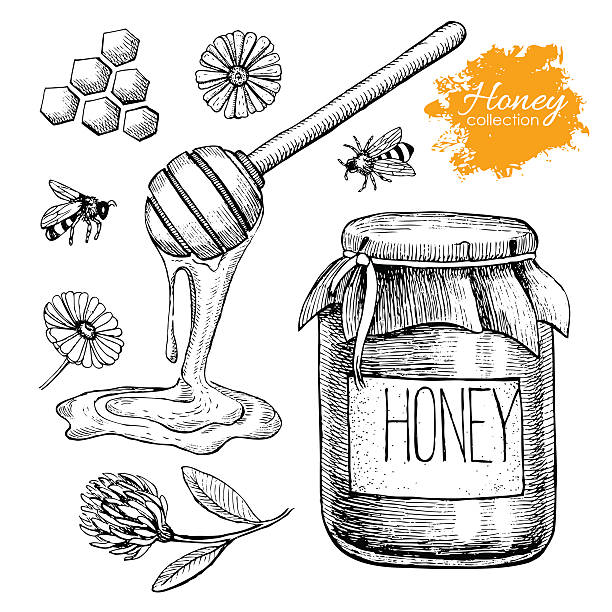 illustrations, cliparts, dessins animés et icônes de vecteur ensemble de miel. main dessinée illustration vintage - spoon honey cute jar