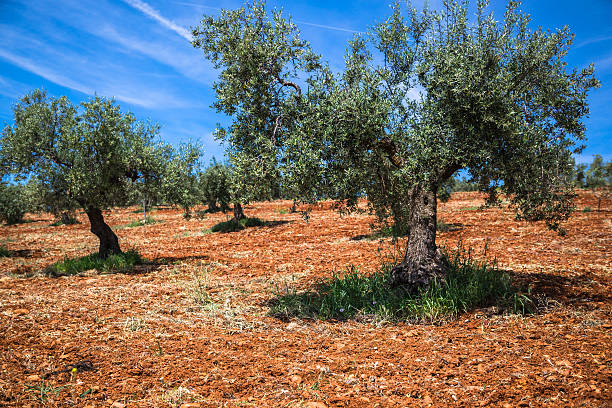 istock Beautiful valley with old olive trees in Granada, Spain 496411002