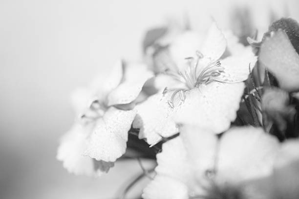istock Flower photo macro style 496413248
