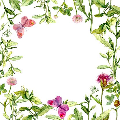 Border Frame With Wild Herbs Meadow Flowers And Butterflies Watercolor ...