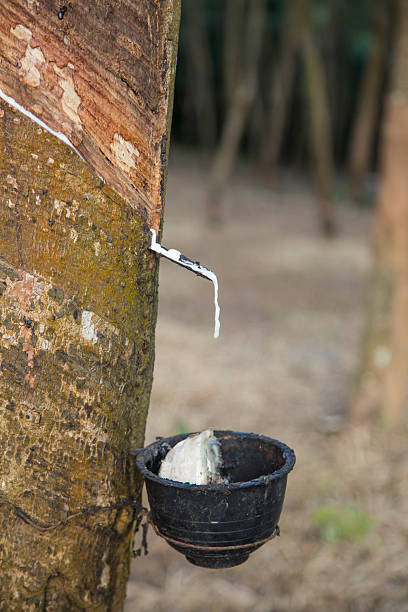 istock rubber milk in rubber bowl from rubber tree plant 496413630