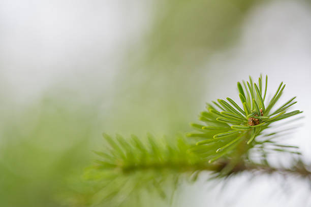 pin tree - crossprocesed photos et images de collection