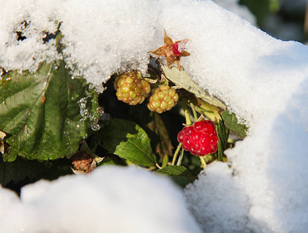 istock On the green leaves and berries raspberries fell first snow 496415458