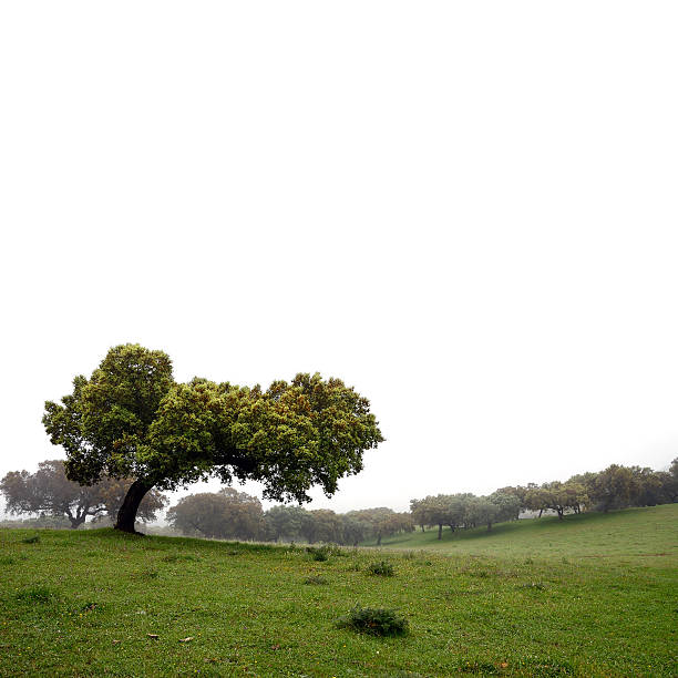 holm oaks bäume quadratmeter - quercus ilex stock-fotos und bilder