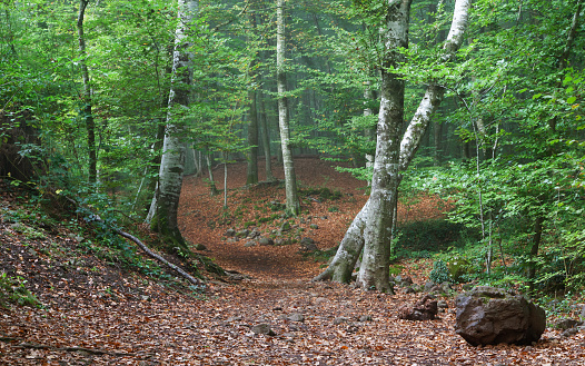 Forest of La Fageda de Jorda near Olot, Girona, Catalonia.