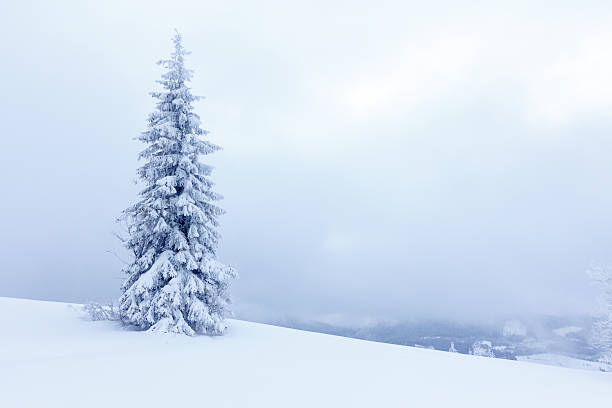 istock Spruce Tree Forest Covered by Snow in Winter Landscape 496417568