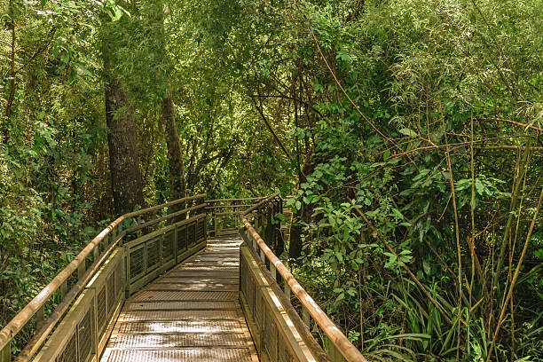 istock Bridge at Iguazu Park Argentinian Border 496430420