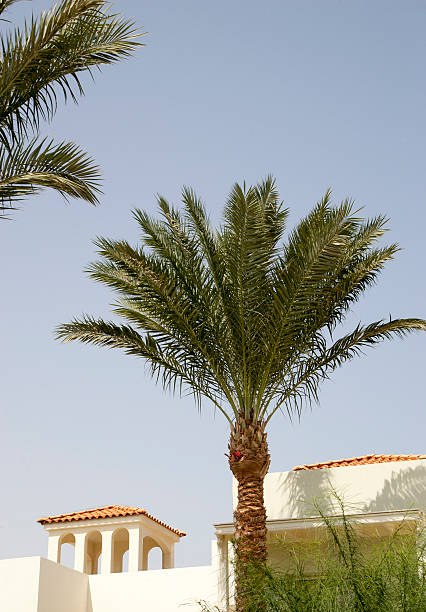 istock Medieval house in the Romanesque style, surrounded by palm trees 496431760