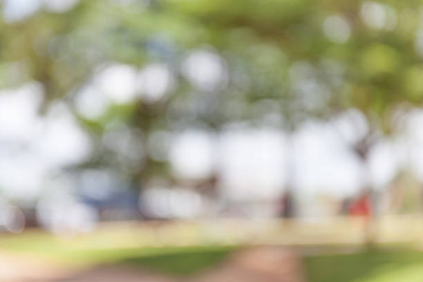 istock Natural blurred bokeh in green park background. 496431816