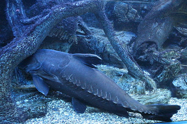istock the fish in the aquarium 496432264