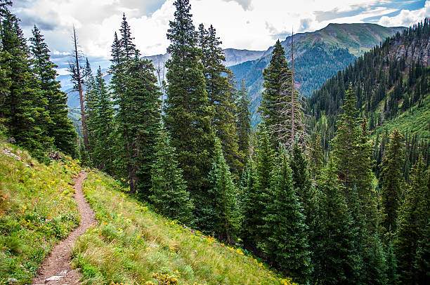 istock Hiking Trail Leading into the Rocky Mountain Forest 496432528