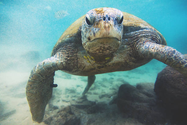 istock The green sea turtle (Chelonia mydas), Hikkaduwa. 496432564