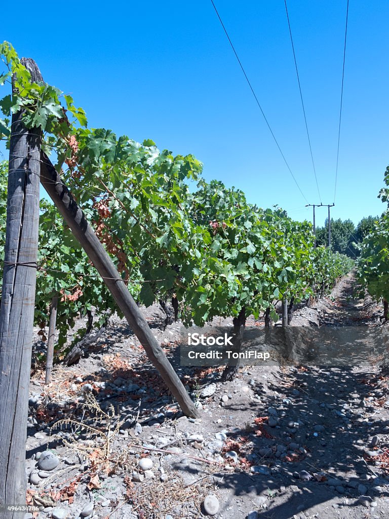 Indústria do vinho no Chile - Foto de stock de 2015 royalty-free