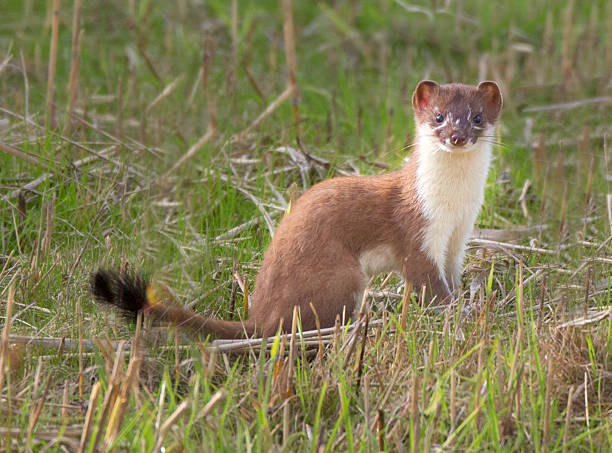 Stoat watching Stoat watching stoat mustela erminea stock pictures, royalty-free photos & images