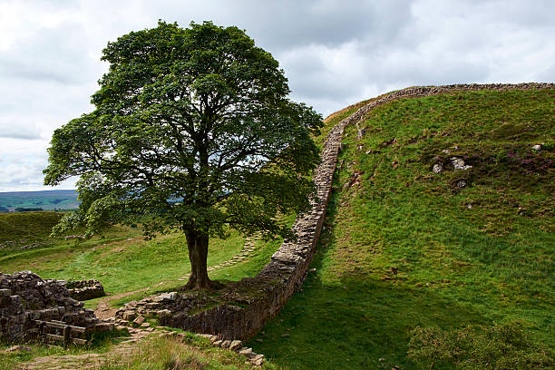 Summer sunshine falls on Sycamore Gap, one of the iconic sites of Hadrian's Wall (and also famous from its starring role in the 1991 film Robin Hood: Prince of Thieves).