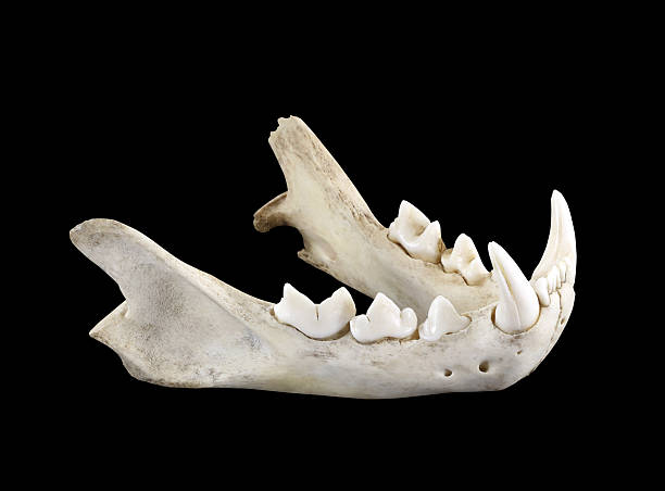 istock Bobcat jaw isolated on a black background 496437526