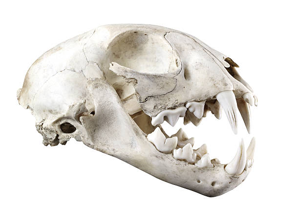 istock Lynx bobcat skull isolated on a white 496438316