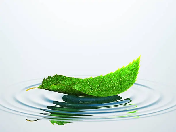 Photo of Leaf On The Water