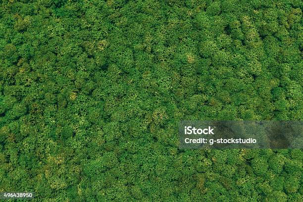 Green Moss Background Stock Photo - Download Image Now - Moss, 2015, Backgrounds