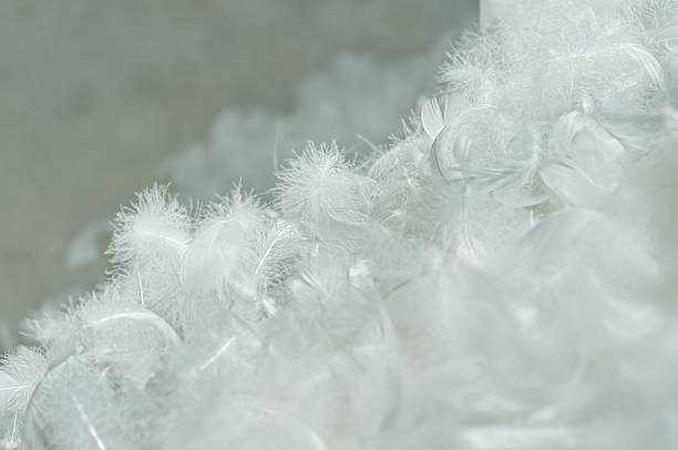 a bunch of feathers of goose. Usable for bed.