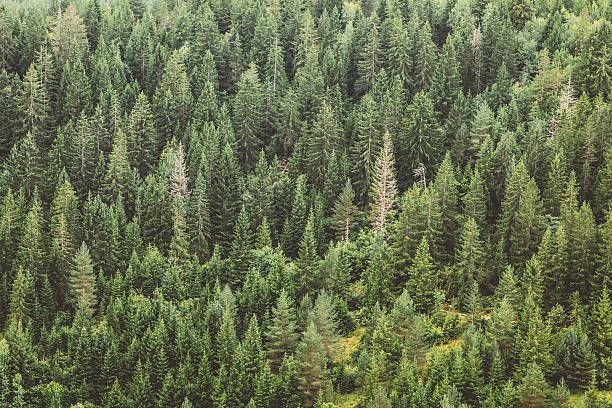 istock Forest in the Dinaric Alps 496439588