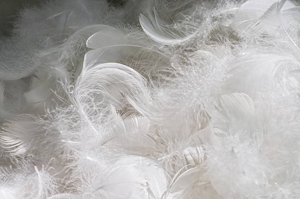 istock Bunch of goose feathers for duvet 496439612