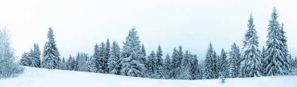 istock Spruce Tree Forest Covered by Snow in Winter Landscape 496439902