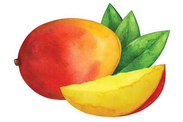 Vector illustration of Watercolor mango fruit