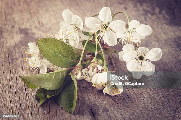 Cherry Blossom Flower On Old Wood Table Stock Photo - Download Image Now - April, Beauty, Blossom