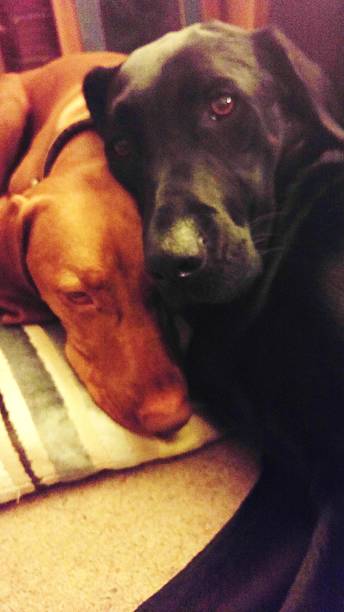 istock Best doggy friends 496443554