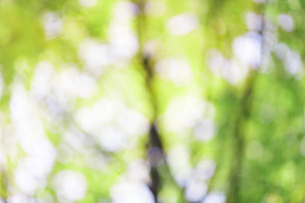 istock bright summer green bokeh background 496444133