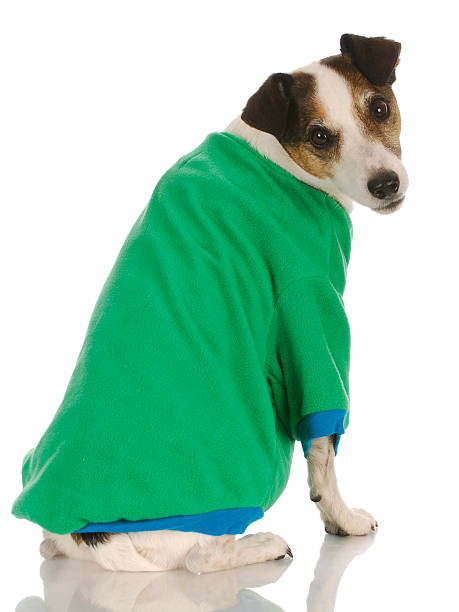 istock dog wearing dog sweater 496444173