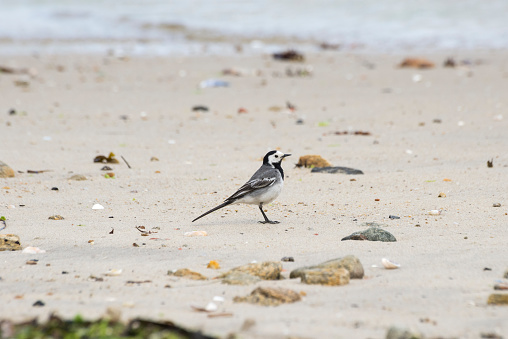 Adult specimen of White Wagtail, Motacilla alba, feeding on the beach. It is a small passerine bird in the wagtail family Motacillidae, which also includes the pipits and longclaws. Photo taken in Moaña, Vigo estuary, Pontevedra, Spain