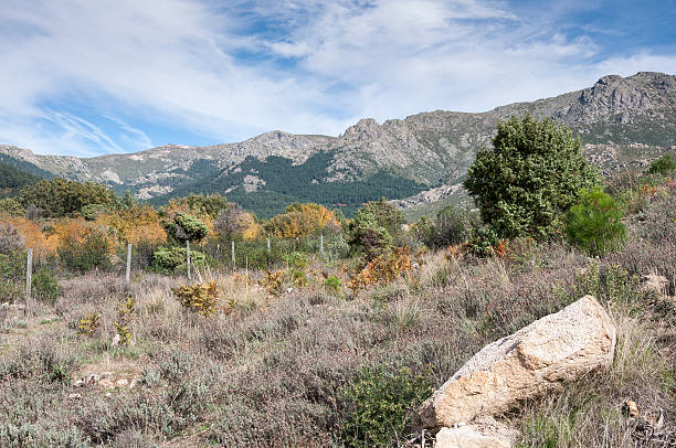 istock Mediterranean forest in La Barranca Valley 496444852