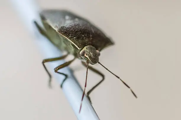Photo of Green shield bug close-up