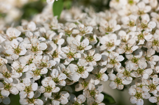 background from white spirea flowers in the spring